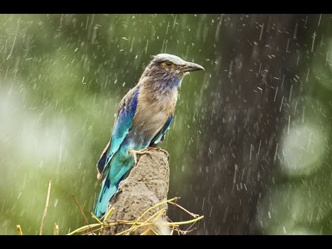 River Rain and Wildlife 10hours(RAIN SOUNDS) Sleep Relaxing Meditation ASMR