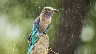 River Rain and Wildlife 10hours(RAIN SOUNDS) Sleep Relaxing Meditation ASMR