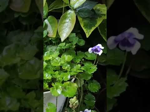 牡丹の栽培 – 花の女王を庭に取り入れる方法  庭園