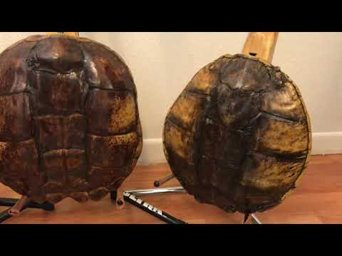 Turtle Shell Electric Guitar image 13