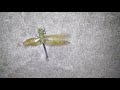Dragonfly saved from spiders web