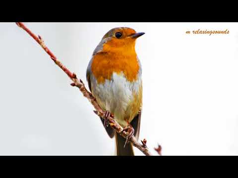 Robin Birds Chirping and Singing - Beautiful Bird Sounds and Bird Song 4 hours