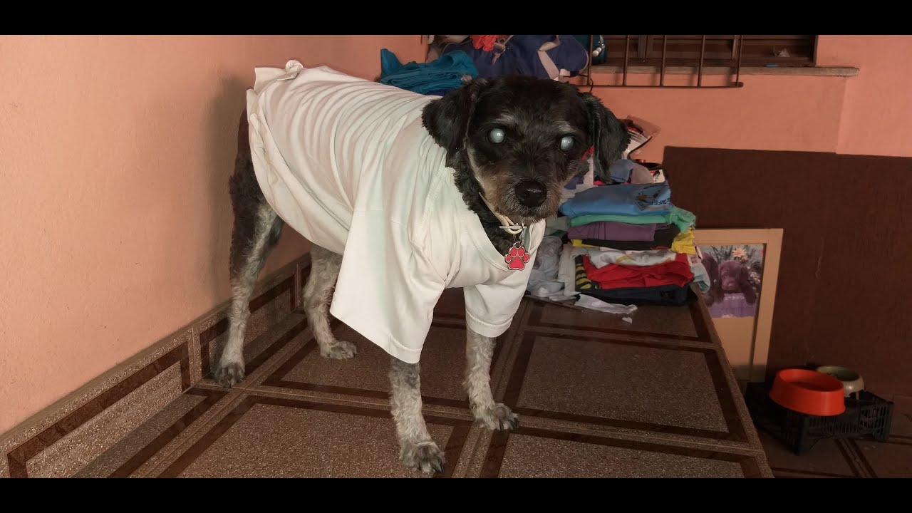 Watch Now Como fazer roupa pra cachorro com camisa e tesoura Como fazer roupa pra cachorro com camisa e tesoura