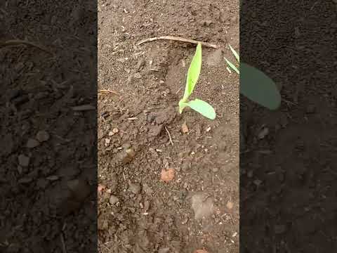 31 de outubro de 2025