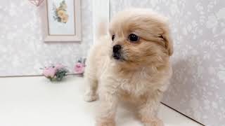 ハーフ犬の動画01