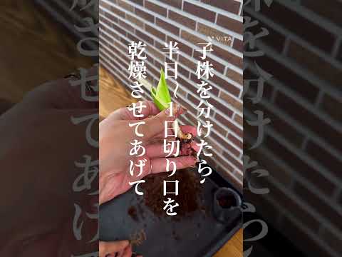 園芸 円筒形の葉を持つサンスベリア