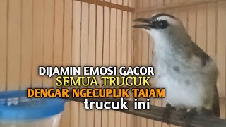 Download lagu Trucuk BETINA memanggil Jantan Suara Birahi Ngecuplik 100% pancingan trucukan gacor agar BUNYI EMOSI mp3