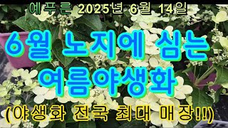 25년6.14) 6월에 심는 여름 야생화   최대매장 예푸른
