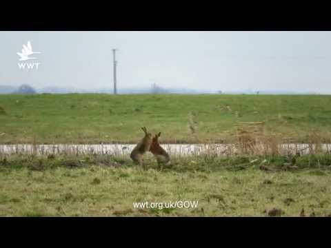 WWT Welney - The Easter Hares Boxing