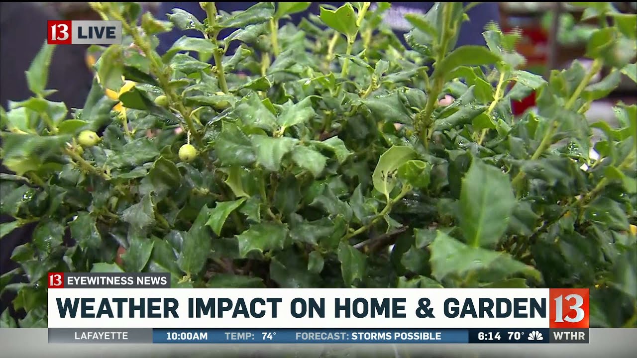 How weather impacts your lawn and garden