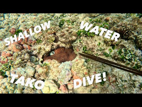 BIG TAKO in SHALLOW Waters! | Tako Diving in Hawai’i