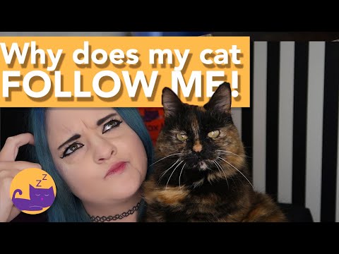 Why Does My Cat Follow Me? Cat Behaviour Explained!
