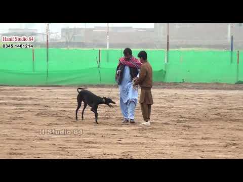 Male section (19to35) Dors Yar Badsha Dhuryana coursing club 8 Jan 2026