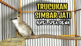 Download lagu TRUCUKAN SIMBAR JATI‼️ROPEL SUPER PANJANG mp3 Download lagu TRUCUKAN SIMBAR JATI‼️ROPEL SUPER PANJANG mp3