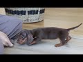 Miniature Dachshund dogs for sale: Chloe - Video 1