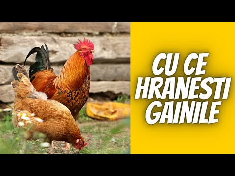 , title : 'Cu ce sa hraniti gainile ca sa depuna mai multe oua!'