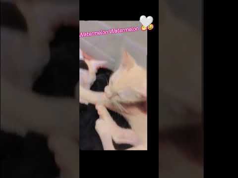 watermelon watermelon 🍉😅😅 funny video #reshu# video