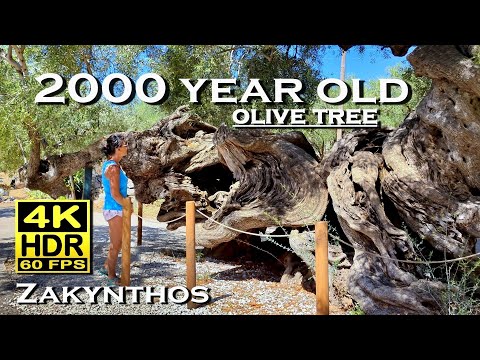 Exo Chora 2000 year old olive tree , Zakynthos in 4K 60fps HDR Dolby Atmos 💖 Greece 👀 walking tour