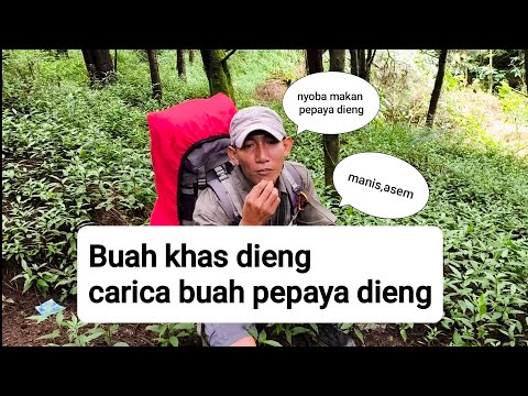 Buah Pepaya Dieng