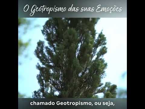 Texto:Geotropismo das suas emoções.