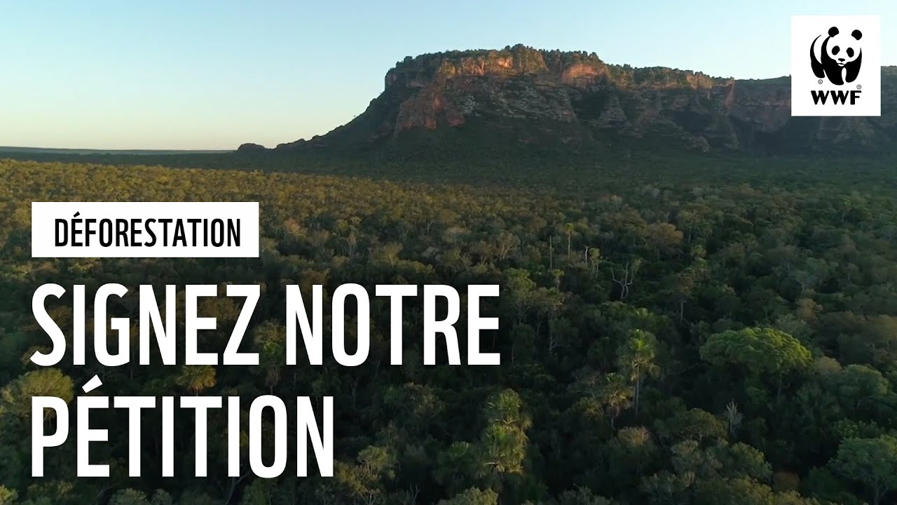 Déforestation importée : interpellons nos dirigeants