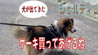 【シェルティ】ケーキ買ってあげるね。【フランス田舎暮らし🇫🇷】#犬の散歩 #賢い犬 #犬のいる暮らし #マイペースな犬
