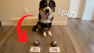 Our FUNNY Puppy Answers YES or NO Questions with Bells!