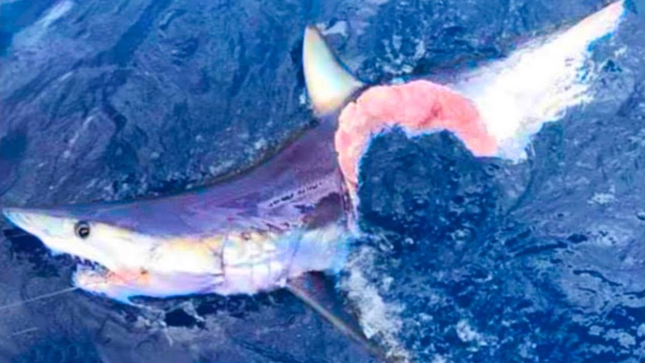 20 Animals That Can Defeat a Shark