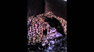 Cocker spaniel Ruby sings "do your ears hang low"