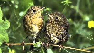 Nik P. -Wenn ein Vogel lernt zu fliegen Nik P. -Wenn ein Vogel lernt zu fliegen