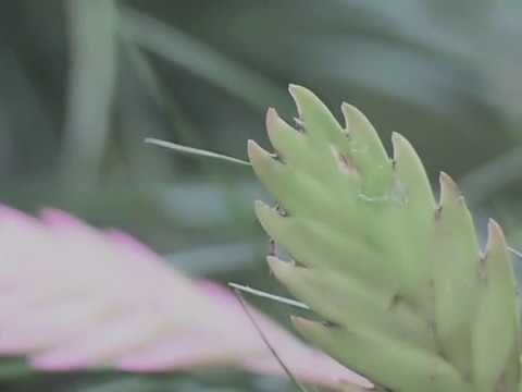 Ben Kaczor - Good Times