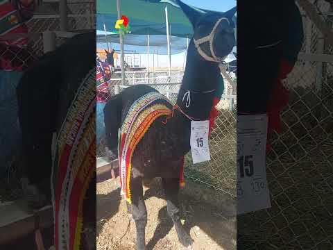 | Expoferia de camélidos Toledo  | Provincia Saucarí Oruro Bolivia 2026