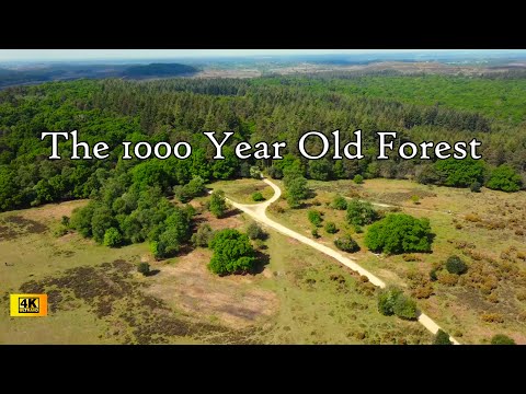 THE NEW FOREST | DRONE FORESTS FROM ABOVE | 4K UHD Drone Aerials