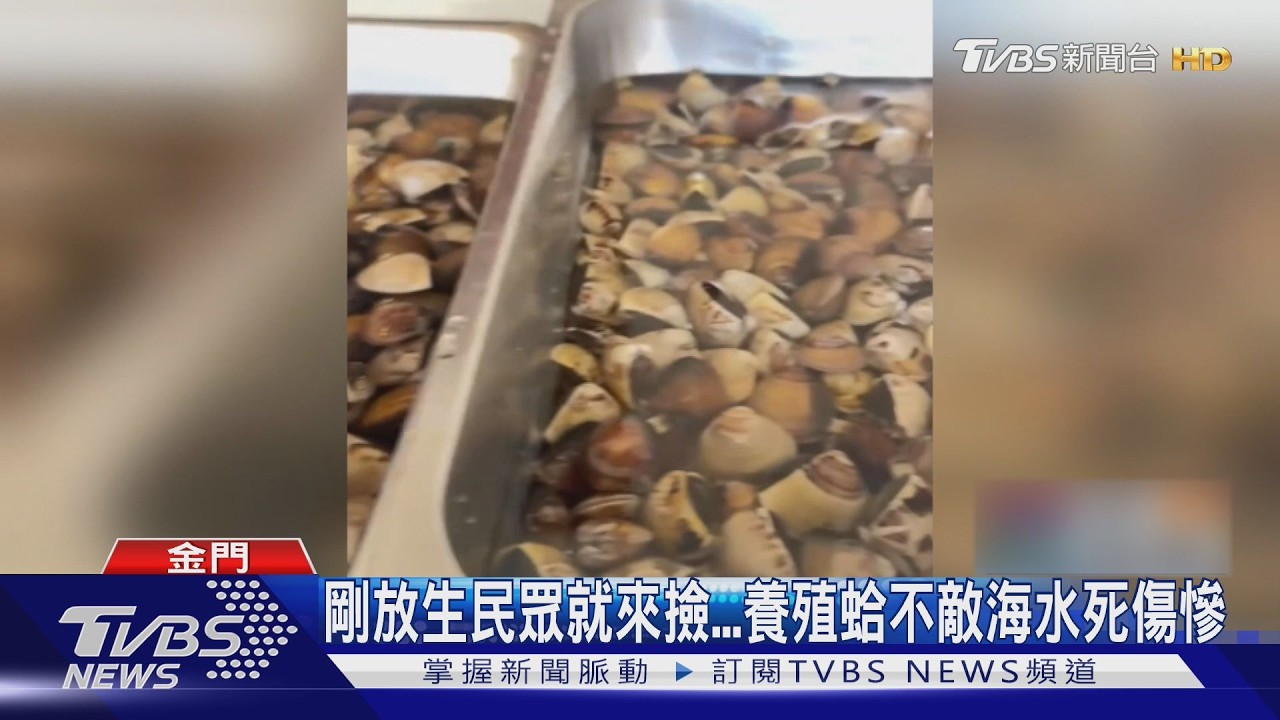 影音/放生變送死?潮間帶驚見「蛤屍遍野」 議員憂:影響生態