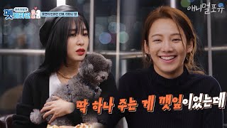 집순이 효연을 닮아 무기력해지는 반려견 '바바라'의 건강 상태는?  [펫 비타민] KBS 210121 방송