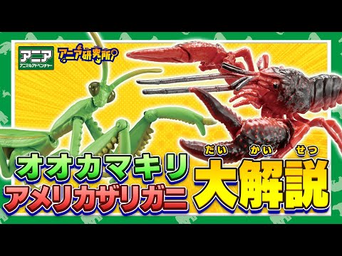 【アニア研究所】#20「アメリカザリガニとオオカマキリ、どっちが強い？」【タカラトミー公式】