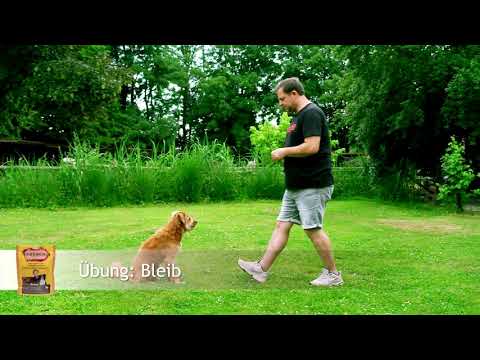 FRESCO Hundetraining mit Martin Rütter - Bleib