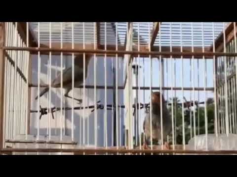 Prenjak Novyj Trend Smotret Onlajn Na Sajte Trendovi Ru