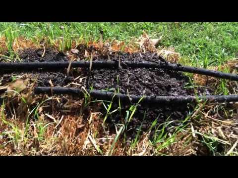 Straw bale garden tour Part 3