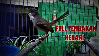 Download lagu masteran Ciblek Mewah full isian kenari durasi 1jam nonstop mp3