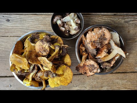 Trzy gatunki gąsek pod jedną osiką: liściowata (podobna do zielonki), topolowa i niekształtna