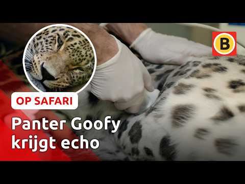 Dit zie je niet aankomen! 😱 | Op Safari #2