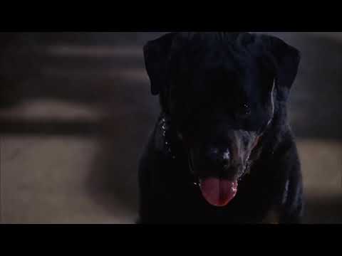 The Fly II (1989) - Dog Scene