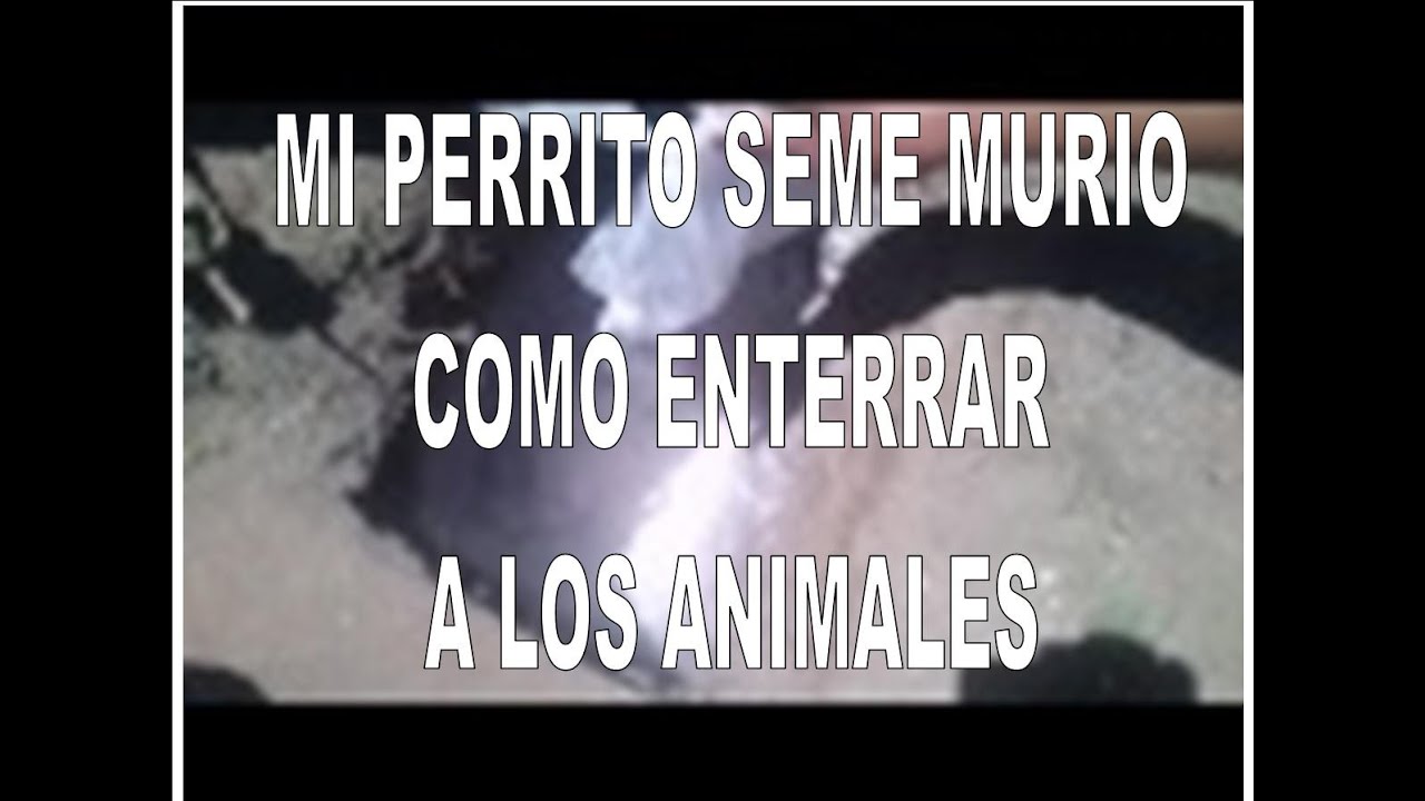 MI PERRITO SE ME MURIO / COMO ENTERRAR A LOS ANIMALES /EZEK771