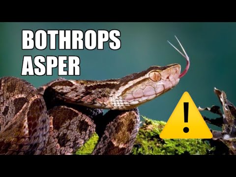 Animales mas peligrosos de Guatemala - Barba Amarilla (Bothrops Asper)