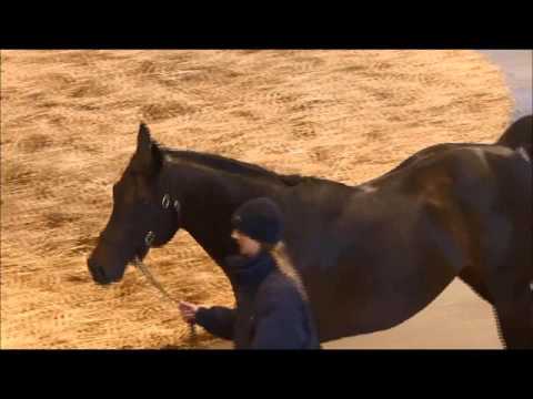 TBA Stallion Parade 2016 - FOUNTAIN OF YOUTH