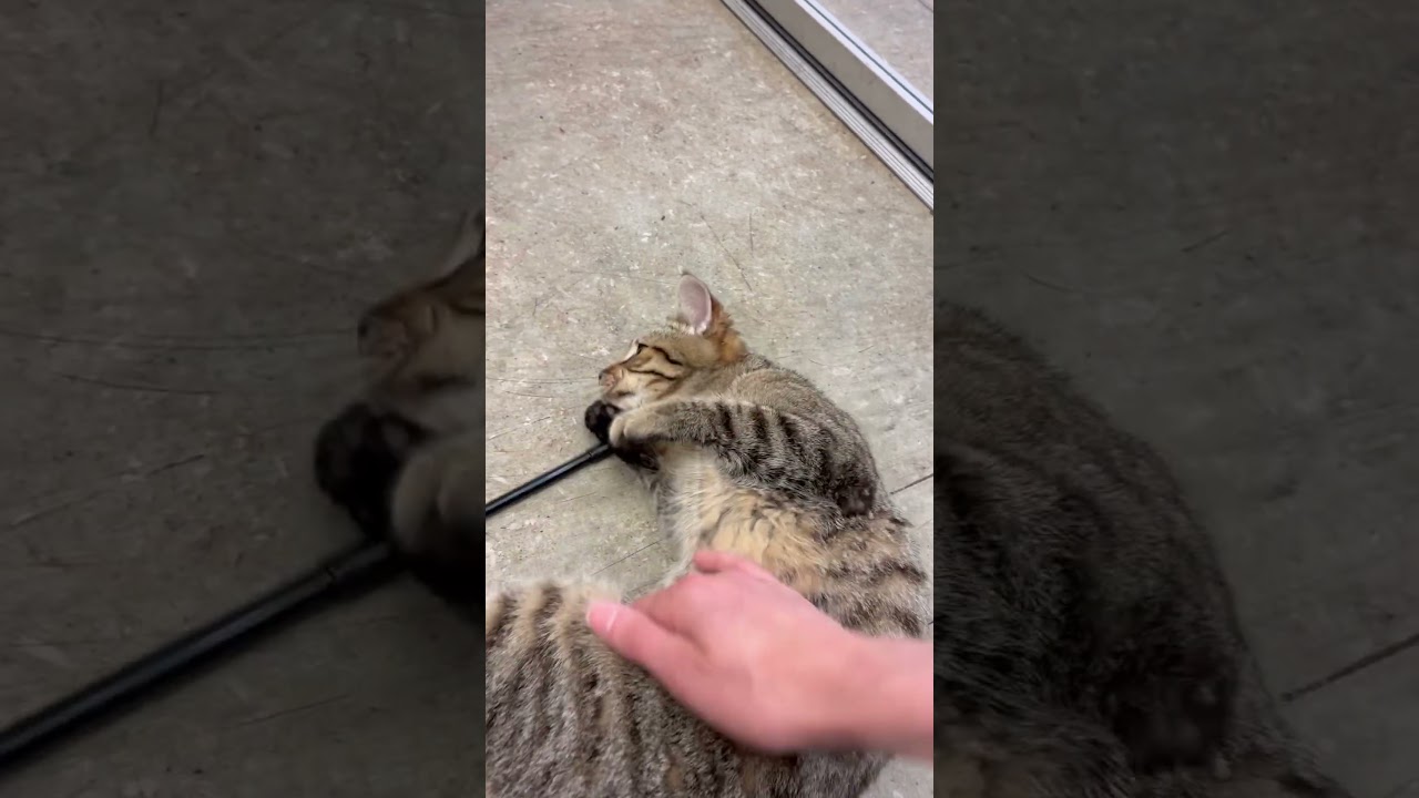 Enlarge Leon, an adopted Tabby in Los Angeles, CA video 5/5