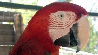 preview picture of video 'Parrot, Córdoba's Zoo, Córdoba, Córdoba Province, Argentina, South America'
