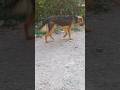 Whos That Dog Cute Dog Potato CuteAnimals Nature PetLover Hammyandolivia LoveDog FamilyDog CareDog
