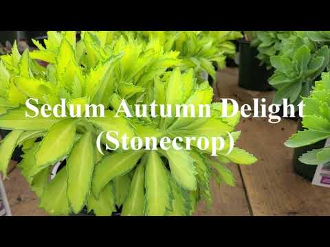 セダム「オータムジョイ」 植物